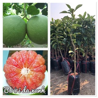 Cây bưởi da xanh bến tre