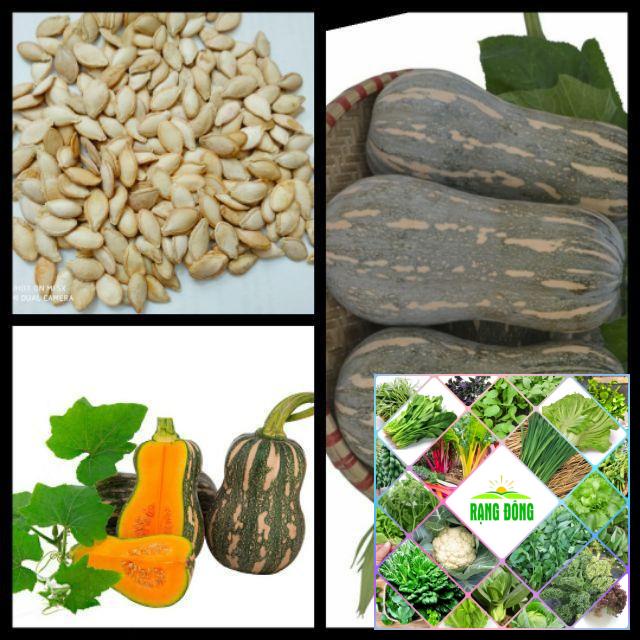 10 Hạt giống bí siêu quả