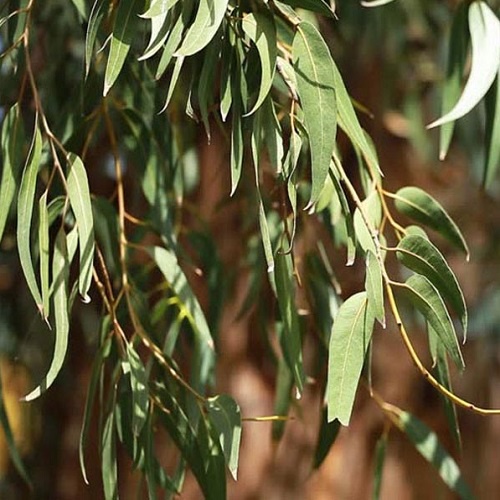 1kg Lá Bạch Đàn tươi - Hàng có sẵn