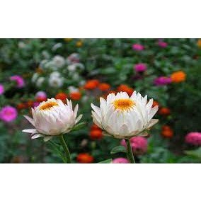 hạt giống hoa cúc bất tử 100 hạt