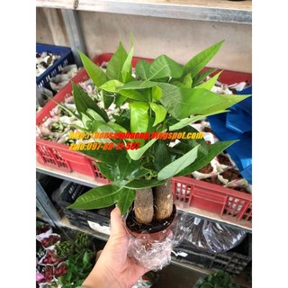 Cây Kim Ngân để bàn