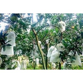 100 Túi bọc bưởi (25x30) túi bao trái cây, bao bọc bưởi diễn