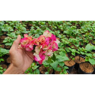 Cây bông giấy đổi màu ấn độ- tặng kèm phân bón
