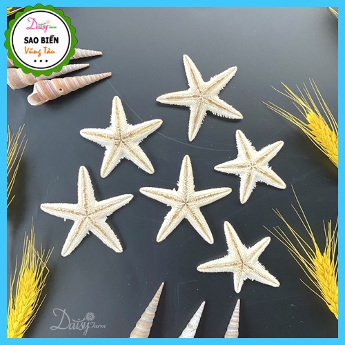 Sao Biển Khô Trắng Đẹp Tự Nhiên - Sao Biển Trang Trí