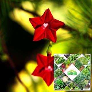 20H - HẠT GIỐNG DÂY LEO TÓC TIÊN ĐỎ THE GARDEN