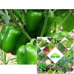 Gói 30 hạt giống ớt chuông xanh HAT F1