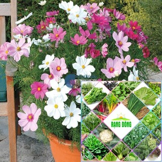Bộ gói 100 hạt giống hoa cúc cánh bướm HAT F1