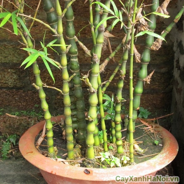 CHẬU TRÚC ĐÙI GÀ, TRÚC PHẬT BÀ SIZE 70CM ẢNH THẬT