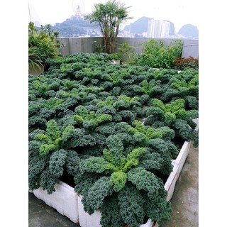 Giống cải xoăn Mỹ kale