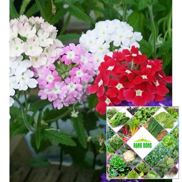 hạt giống 50 hạt giống cúc indo