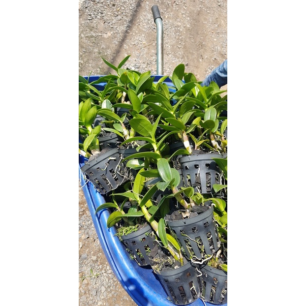 Hoa lan Dendro Thongchai Đỏ, màu đỏ cánh sáp, chậu cây trưởng thành, cây khỏe đẹp nhiều thân