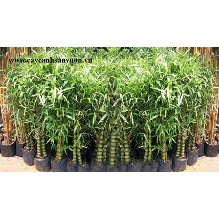 CHẬU TRÚC ĐÙI GÀ, TRÚC PHẬT BÀ SIZE 70CM ẢNH THẬT
