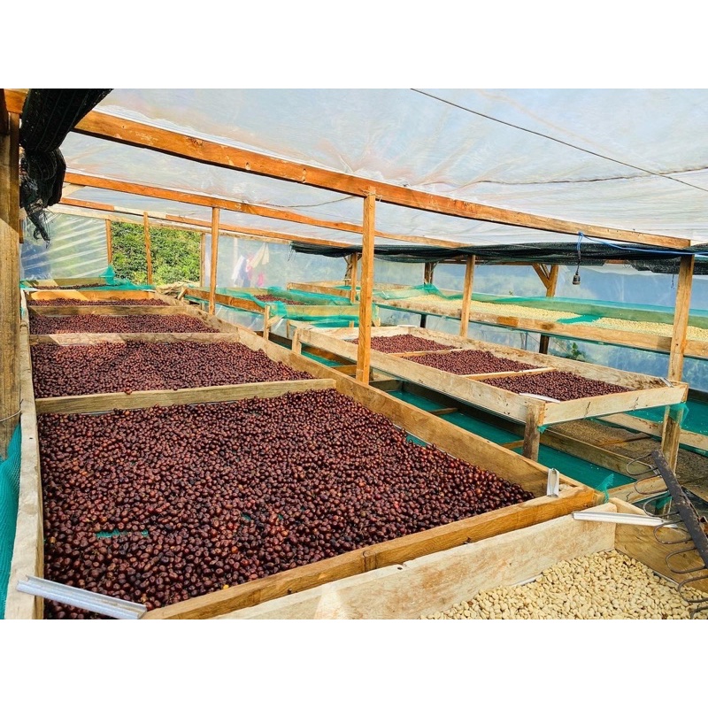 Cà phê nhân xanh Arabica Cầu Đất Đà Lạt / 500gr