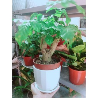 Chậu Cây Hạnh Phúc