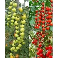 30 hạt giống cà chua chuỗi ngọc