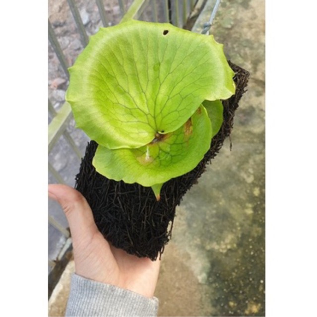 Ổ rồng nhỏ