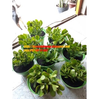 Cây ngọc bích MIX CHẬU để bàn