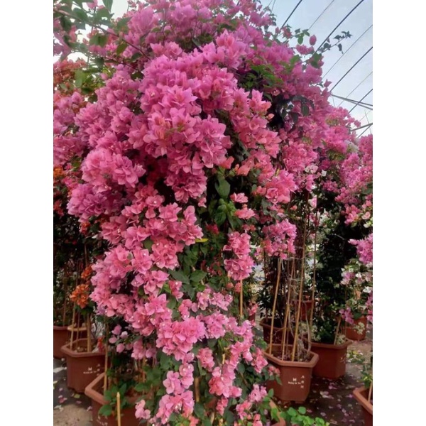 Hoa giấy Hồng Phấn Giai Nhân