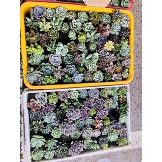 Sen đá size nhỏ 6cm 30 cây khác loại