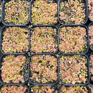 Hạt giống sen đá Mông (Thạch lan) mix