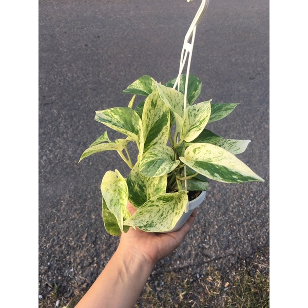 Trầu bà mini các loại