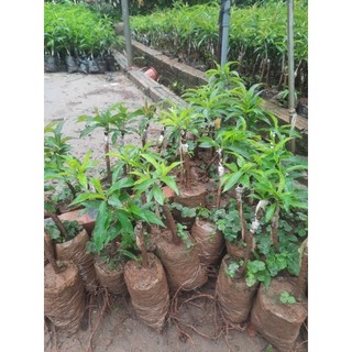Đào bạch, đào thất thốn, đào bích và đào phai