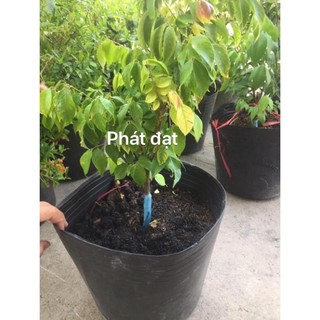 khế ngọt con có bông và trái