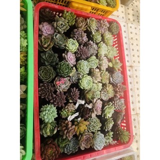 Sen đá size nhỏ 6cm combo 11 cây 99k