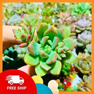 Sen đá dù viền hồng| size vỉ| lỗi 1 đổi 1