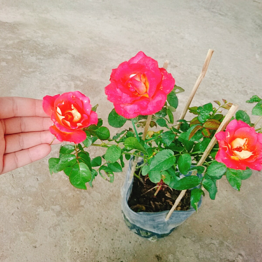 Hồng 2 Da Sa Đéc - cây cảnh để bàn