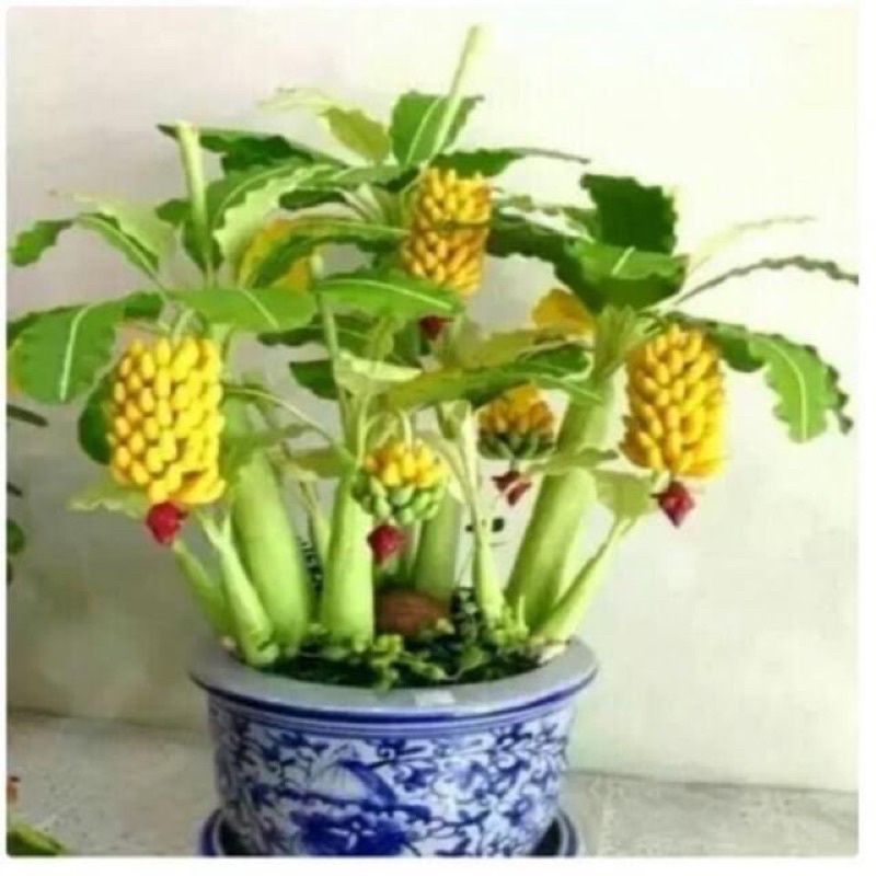 chuối cảnh mini