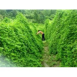10 hạt giống khổ qua ( mướp đắng rừng)  PHÚ ĐIỀN