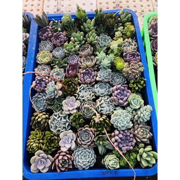 Sen đá 50 cây 400k