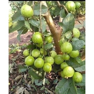 Cây giống ổi nữ hoàng_ngon giòn ngọt siêu trái trồng chậu