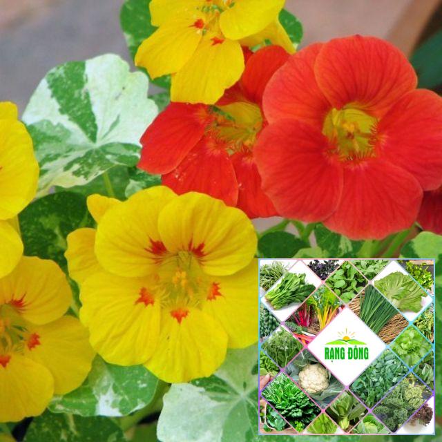 15 Hạt giống hoa sen cạn
