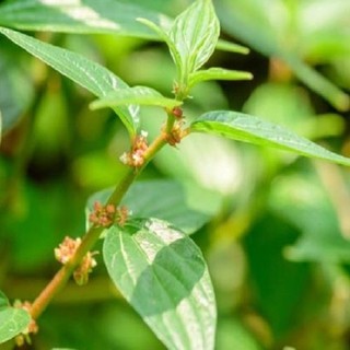 Cây Thuốc Dòi Xanh tươi 1kg