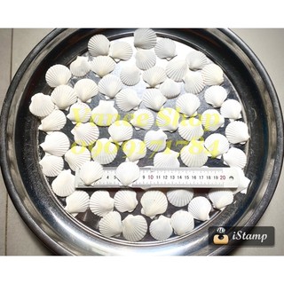 Vỏ sò điệp trắng 100gr