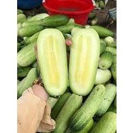 Hạt_Giống_Dưa_Chuột_Mèo.