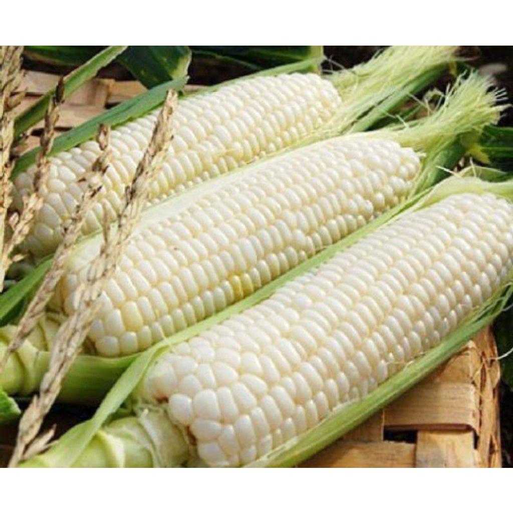 Hạt giống bắp nếp nù ( ngô nù )