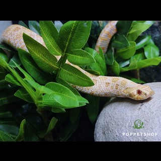 Hang Sọ (Người) - Decor - Trang Trí Chuồng Bò Sát (hang trú, tạo điểm nhấn)