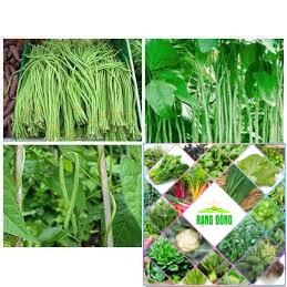 15 gram hạt giống đậu đũa ( đậu dải áo) HAT F1