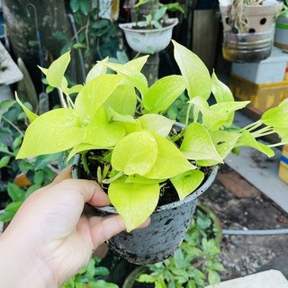 Trầu bà thái vàng
