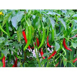 30 hạt giống ớt dài Hàn Quốc