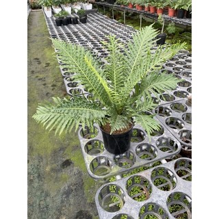 Chậu Dương xỉ khổng tước ( dương xỉ hạnh phúc)