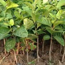 CÂY GIỐNG HỒNG GIÒN KHÔNG HẠT GHÉP SIÊU SỚM