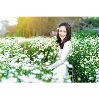 200 hạt giống hoa cúc họa mi trắng