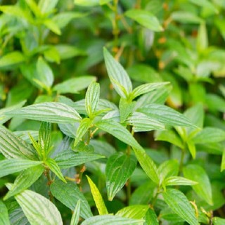 Cây Thuốc Dòi Xanh tươi 1kg