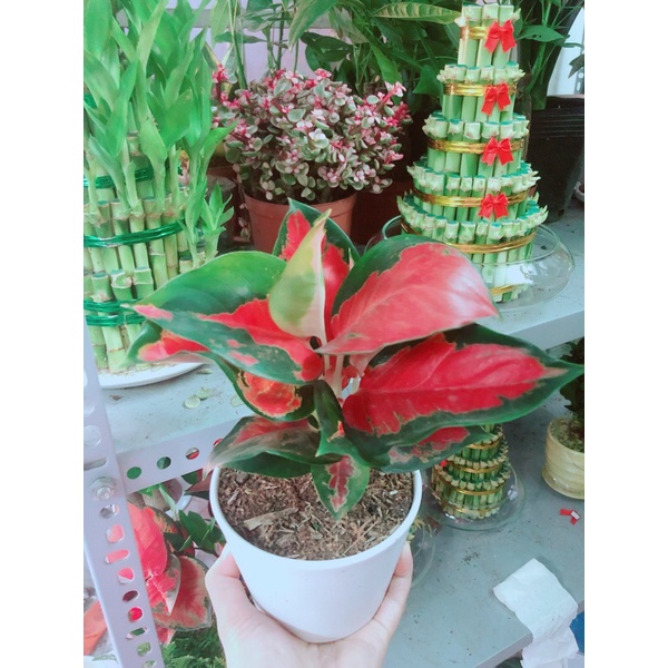 Chậu Cây Phú Quý Đỏ