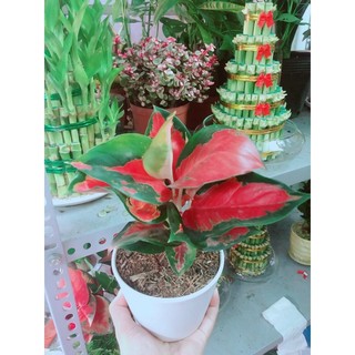 Chậu cây phú quý đỏ