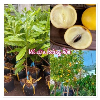 CÂY GIỐNG VÚ SỮA HOÀNG KIM 35K/CÂY